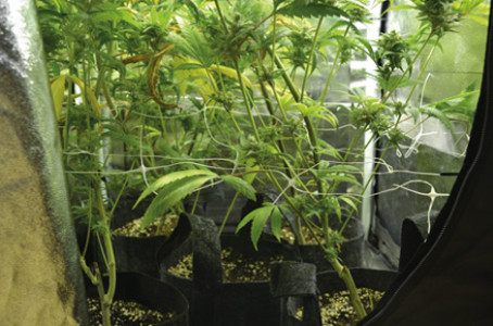 KIMO3-cool-running-growing-anbaub-cooltech-cannabis-pflanzen-unter-licht-kunstlicht-indoor-kühlung-cooltube-mittendrin-hanfpflanzen-growbox-innen