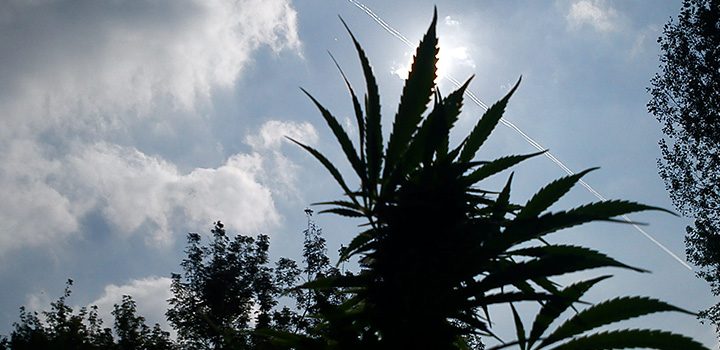 outdoor-hanf-schatten-silhouette-himmel-gegenlicht-cannabis