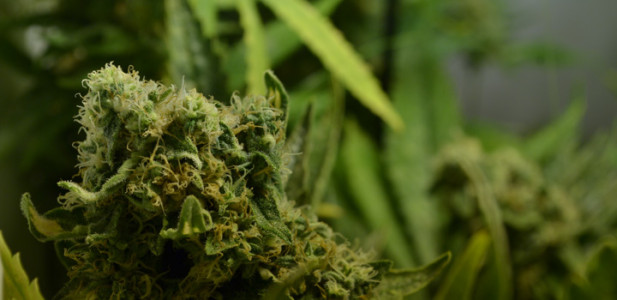 cannabis-critical-bilbo-blüte-grün-bud-depth-tiefe-pflanze-hanf-1