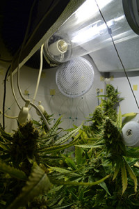 cannabis-critical-bilbo-blüte-grün-bud-depth-tiefe-pflanze-hanf-2