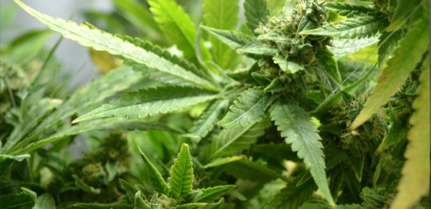 cannabis-critical-bilbo-blüte-grün-bud-depth-tiefe-pflanze-hanf-3