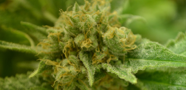 cannabis-critical-bilbo-blüte-grün-bud-depth-tiefe-pflanze-hanf-4