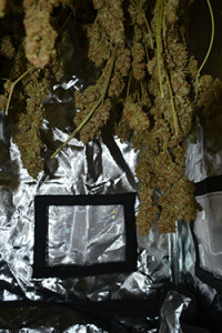 cannabis-critical-bilbo-blüte-grün-bud-depth-tiefe-pflanze-hanf-5