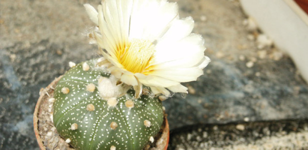 Astrophytum-asterias-kaktee-meskalin-kaktus-blüte-weiss-blume-steingarten