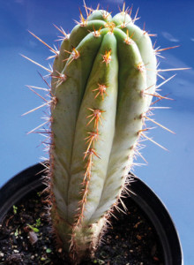 Trichocereus peruvianus