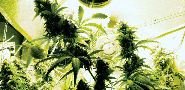 mühe-allein-genügt-nicht-gute-erträge-erfordern-liebe-zum-detail-hanfpflanze-hanf-cannabis-indoor-grün-gegenlicht-ventilator-growbox