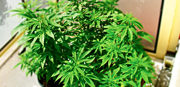 titel-pflanzen-hanf-kleinplantage-privatanbau-balkon-hanf-cannabis-grün-schieflage-topf-töpfe-sonnenschein