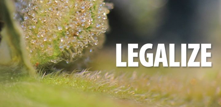 legalize_closeup_pflanzen