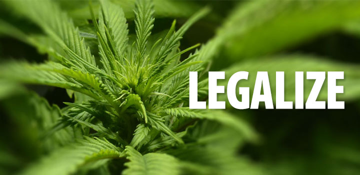 legalize_pflanze_blur