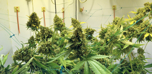 2-indoor-verstrippt-sicherung-netz-buds-blüten-hanf-cannabis-grün