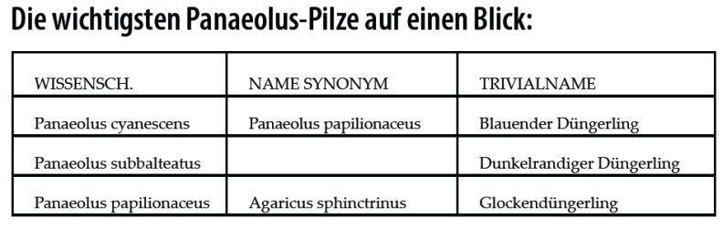 Panaeolus-Psilocybe-Pilze-Zauberpilze-Tabelle-Übersicht