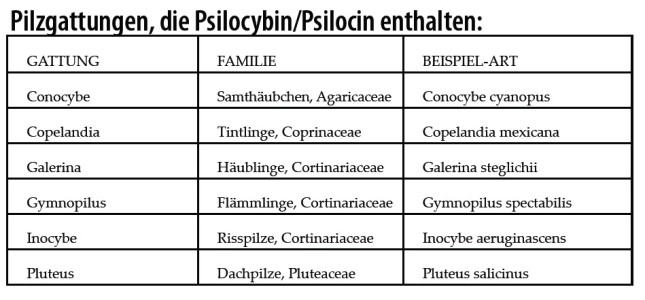 Pilzgattungen-Psilocybe-Pilze-Zauberpilze-Tabelle-Übersicht