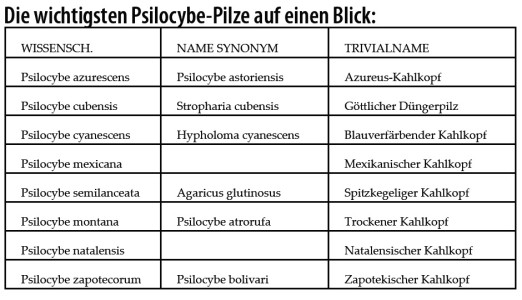 Psilocybe-Pilze-Zauberpilze-Tabelle-Übersicht