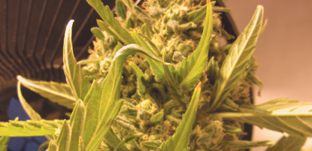 blüte-bud-knospe-kopf-pflanze-hanf-cannabis-brummer-dick-buds-blatt-lüfter-horti