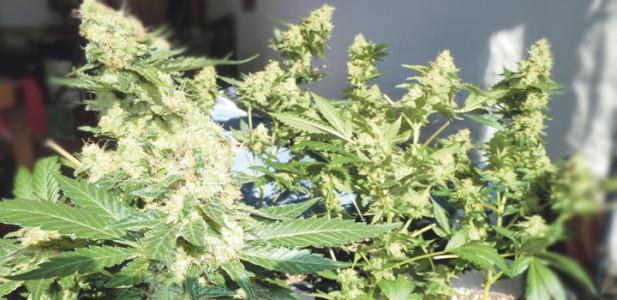 growing-inddor-pflanzen-sonne-sonnenschein--hanf-cannabis-wohnzimmer-blüten-buds-knospen