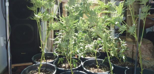growing-inddor-pflanzen-töpfe-sonne-sonnenschein-lautsprecher-hanf-cannabis