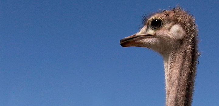 strauss-vogel-himmel-sky-bird-ostrich-mortler-politik