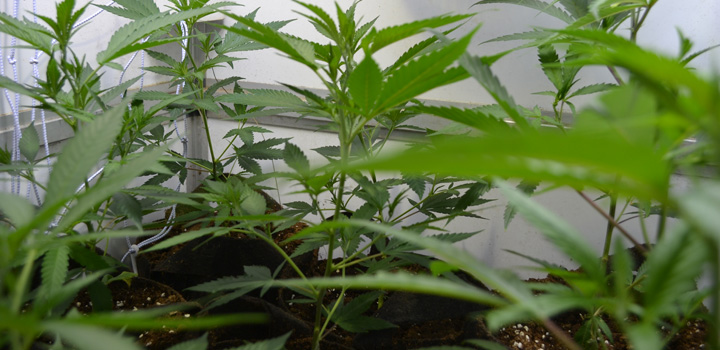 hanf-hanfpflanzen-plants-pots-töpfe-kokos-grün-braun-hemp-cannabis-marihuana-growing
