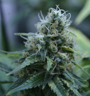 Pflanze-bud-blüte-gras-cannabis-indoor-nicht-von-schlechten-eltern3