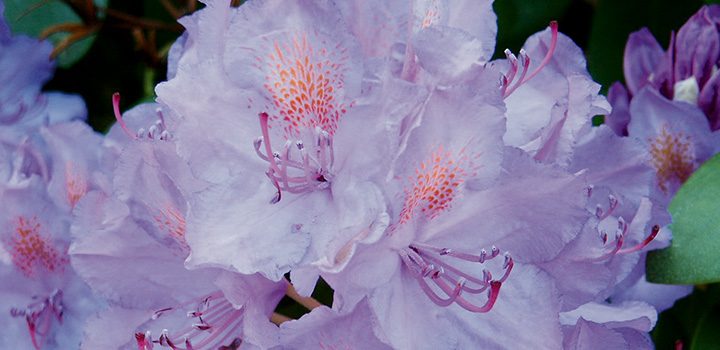 Blüte des Rhododendron - griechisch für „Rosenbaum“