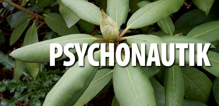 psychonautik-rhododendron-pflanze-grün-knospe-blätter-psychoktiv_text