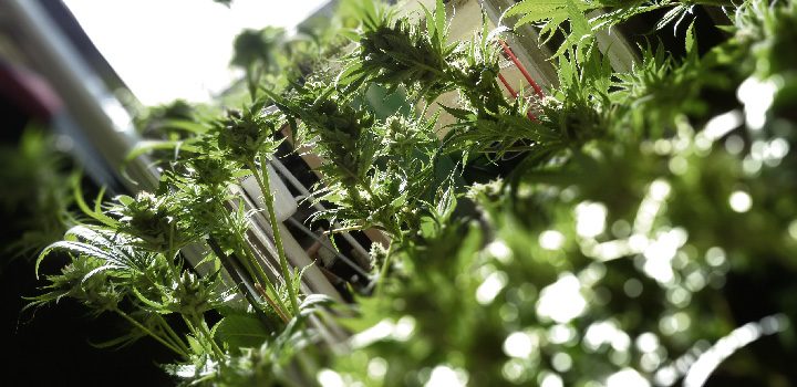 balkonien1-growing-outdoor-pflanzen-balkon-grün-blur-tiefenschärfe-hanf-cannabis