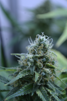 growing-wanderschrank-wandschrank-schrankwand´blüte-pflanze-hanf-cannabis