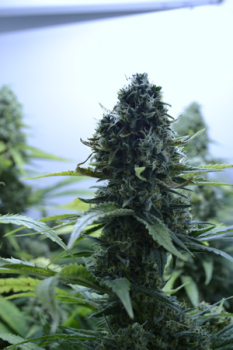 growing-wanderschrank-wandschrank-schrankwand´blüte-pflanze-hanf-cannabis2