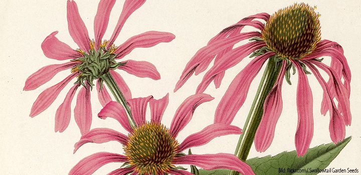 echinacea-cannabinoide-pflanze