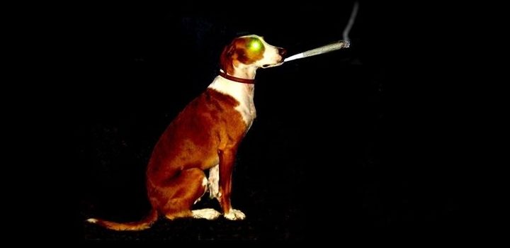 Hund-Joint-rauchen-Smoking-Dog-Sadhu-van-Hemp