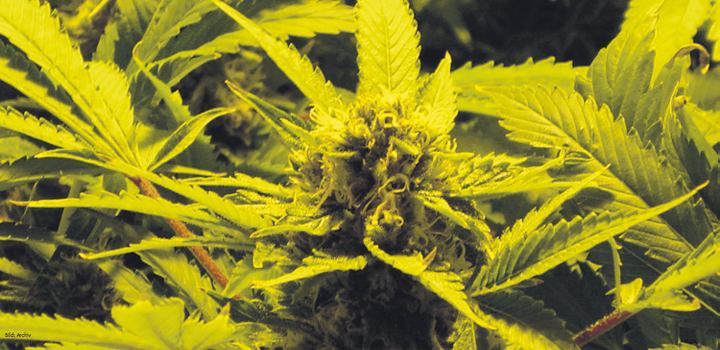 free-Amsterdam-weedpass-grower-bud-growing-blüte-haf-cannabis