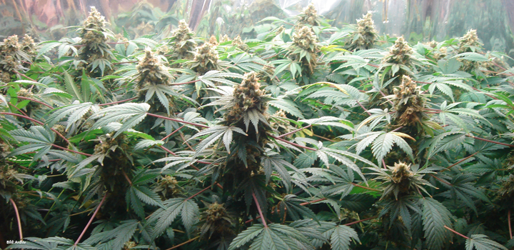 hanf-cannabis-plantage-zucht-grow-pflanzen
