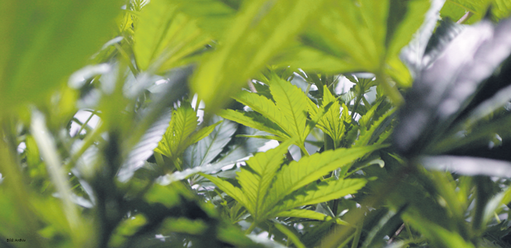 hanf-hanfblatt-cannabis-pflanzen-grow-zucht