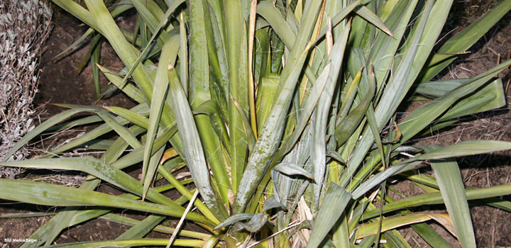 yucca-palmen-pflanze-berger