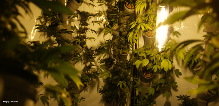 2-gramm-pro-watt-grow-hanf-cannabis