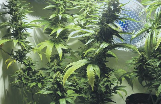 buddy-growing-box-bluete-cannabis-luefter-hanf-pflanze