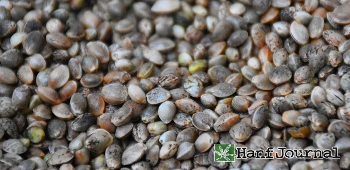 hanf-samen-seeds-cannabis