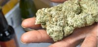 Hand-voll-Hanf-geben-darreichen-Cannabis-Weed-Bud