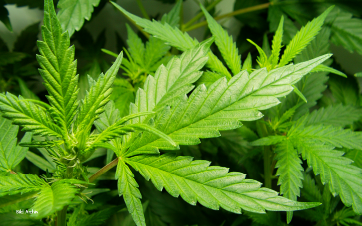 Cannabis-Pflanzen auf Sonnenblumenfeld entdeckt