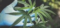 Blienert: Cannabis bleibt wohl noch lange nur auf dem Schwarzmarkt erhältlich