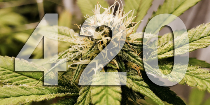 420 weed cannabis gras
