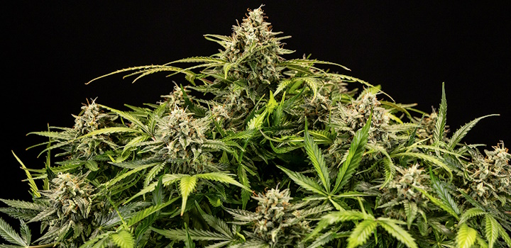 Royal Queen Seeds' bahnbrechende F1-Hybride, Cannabispflanzen