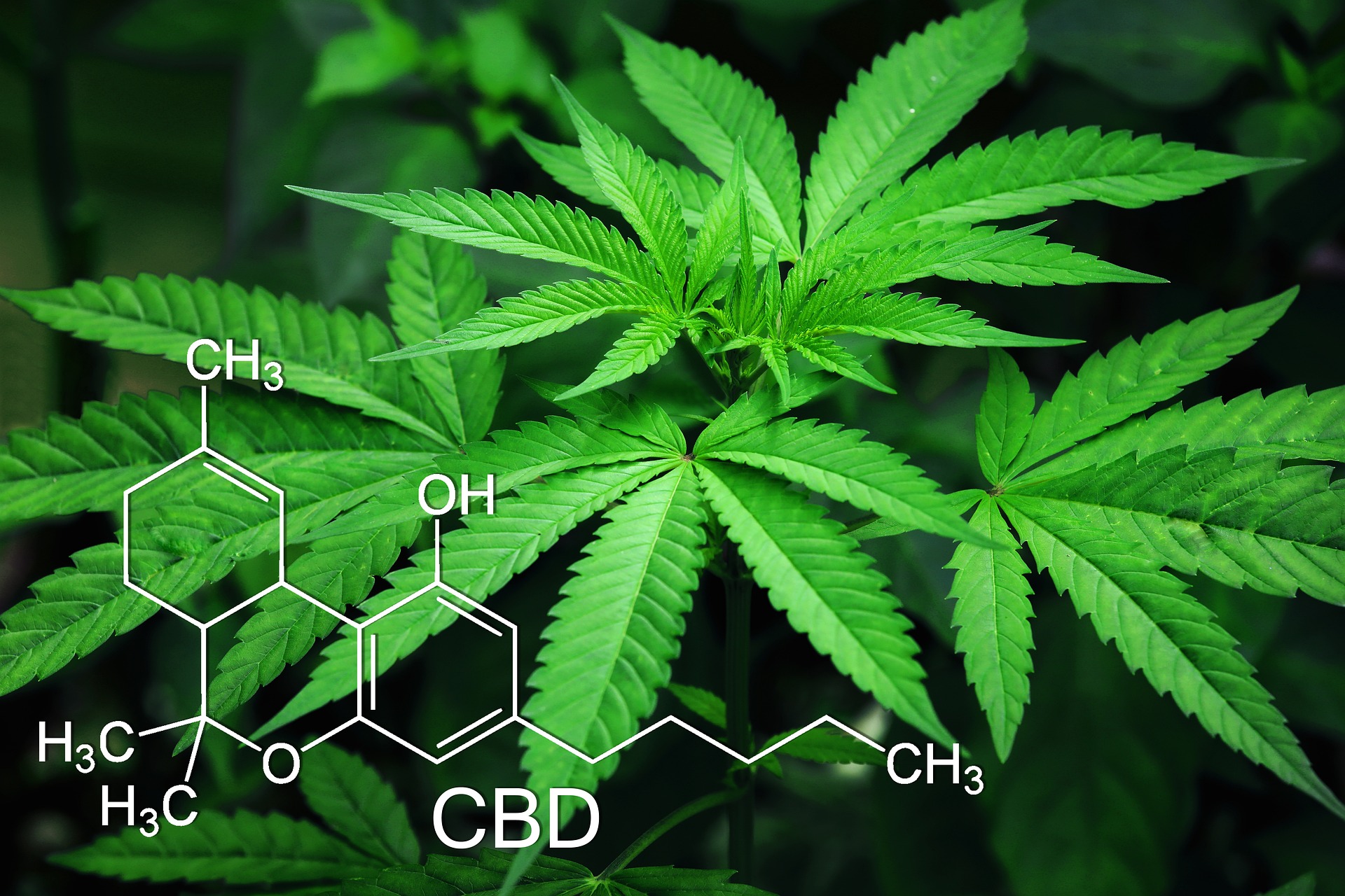 Eigenanbau von Cannabis − Mit welchen Kosten ist zu rechnen?